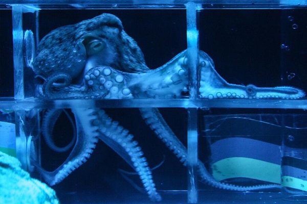 Ссылка на кракен тор kraken2 4aa337
