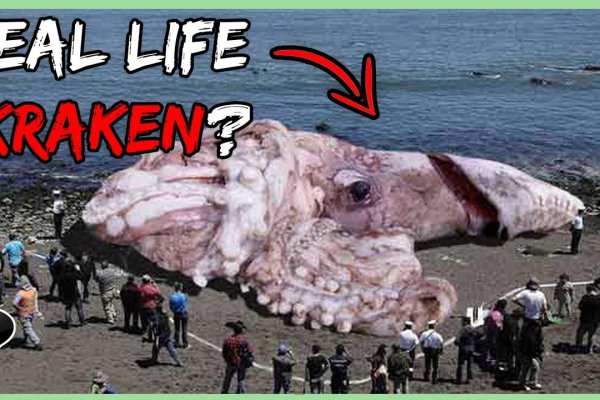 Kraken 13at