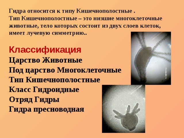 Кракен маркетплейс откуда взялся